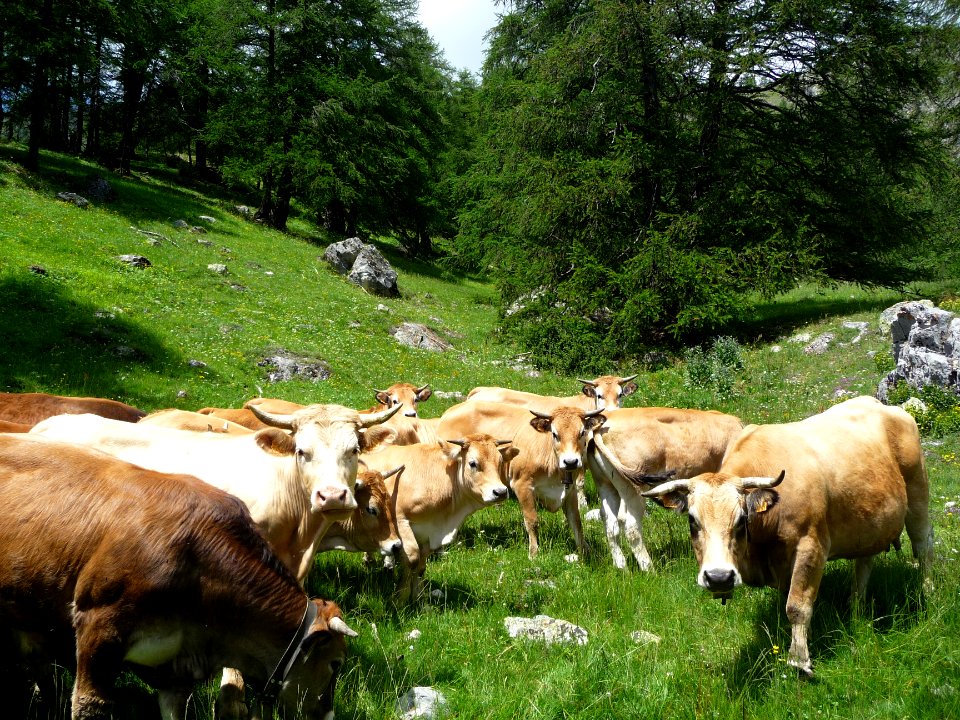 Troupeau de vaches à la robe blonde (de race Villard-de-La… 