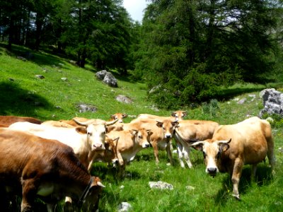 Troupeau de vaches à la robe blonde (de race Villard-de-La… 