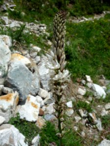 Asphodèle du Dauphiné, Asphodelus albus, Asphodélacées 
