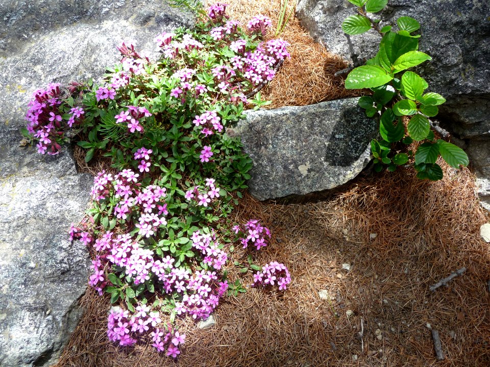 Silène acaule ou Silène des glaciers, Silene acaulis, Cary… 