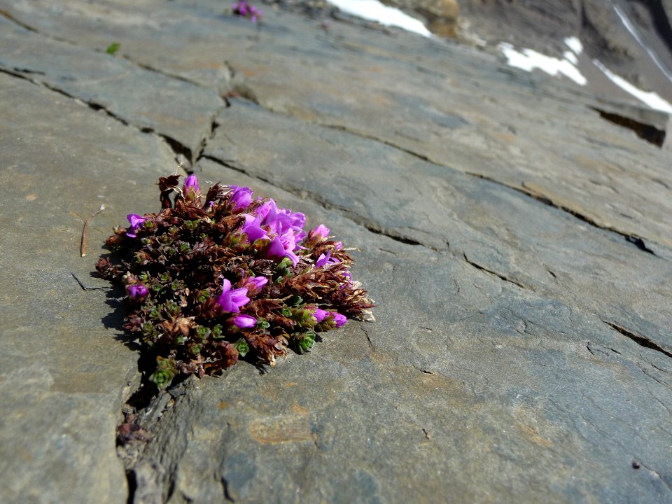 Saxifrage à feuilles opposées, Saxifraga oppositifolia, Sa… 