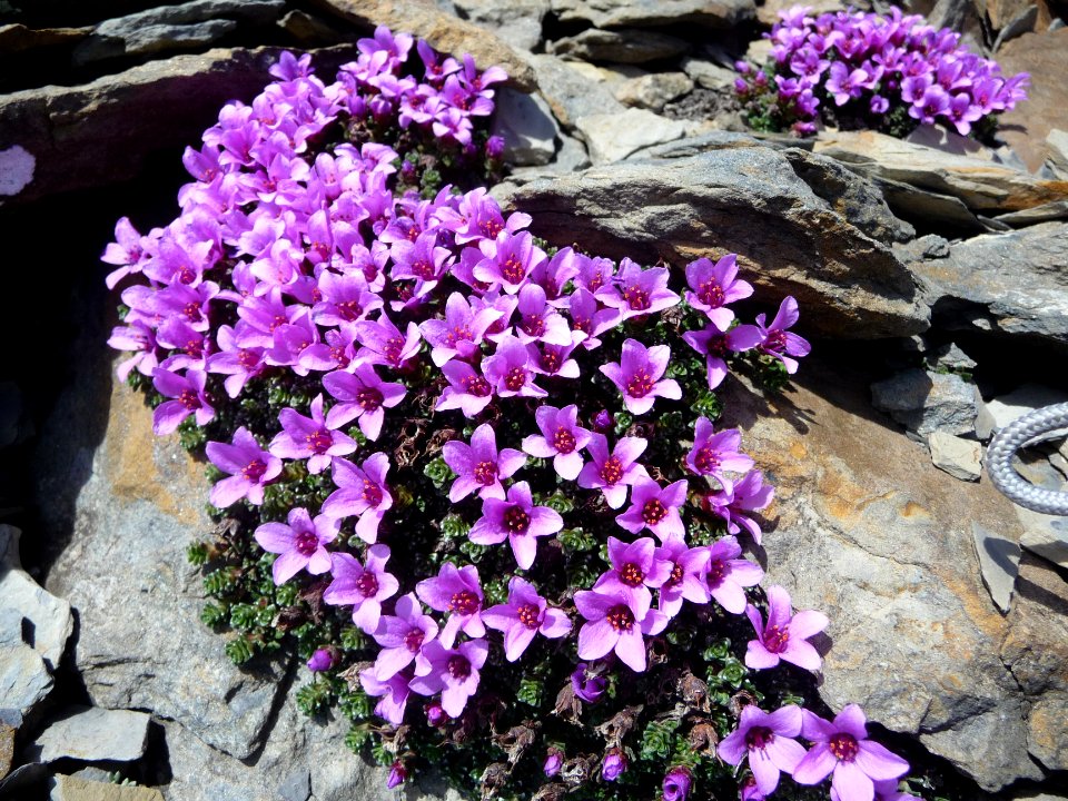 Saxifrage à feuilles opposées, Saxifraga oppositifolia, Sa… 