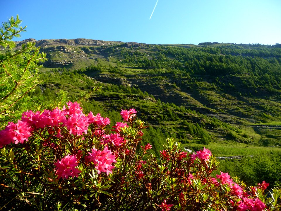 Rhododendrons, Ericacées 