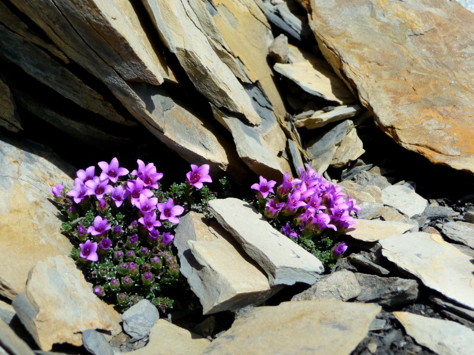 Saxifrage à feuilles opposées, Saxifraga oppositifolia, Sa… 
