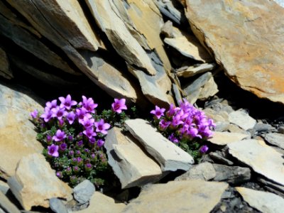 Saxifrage à feuilles opposées, Saxifraga oppositifolia, Sa… 