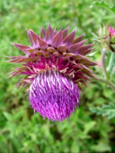 Chardon penché, Carduus nutans, Astéracées 