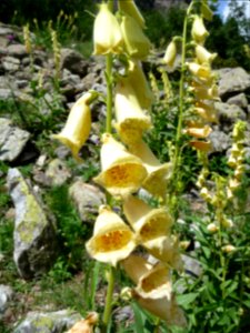Digitale à grandes fleurs, Digitalis grandiflora, Plantagi… 