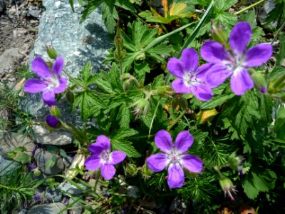 Géranium des bois, Geranium sylvaticum, Géraniacées 