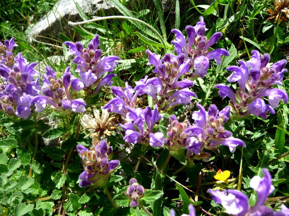 Scutellaire des Alpes, Scutellaria alpina, Lamiacées 