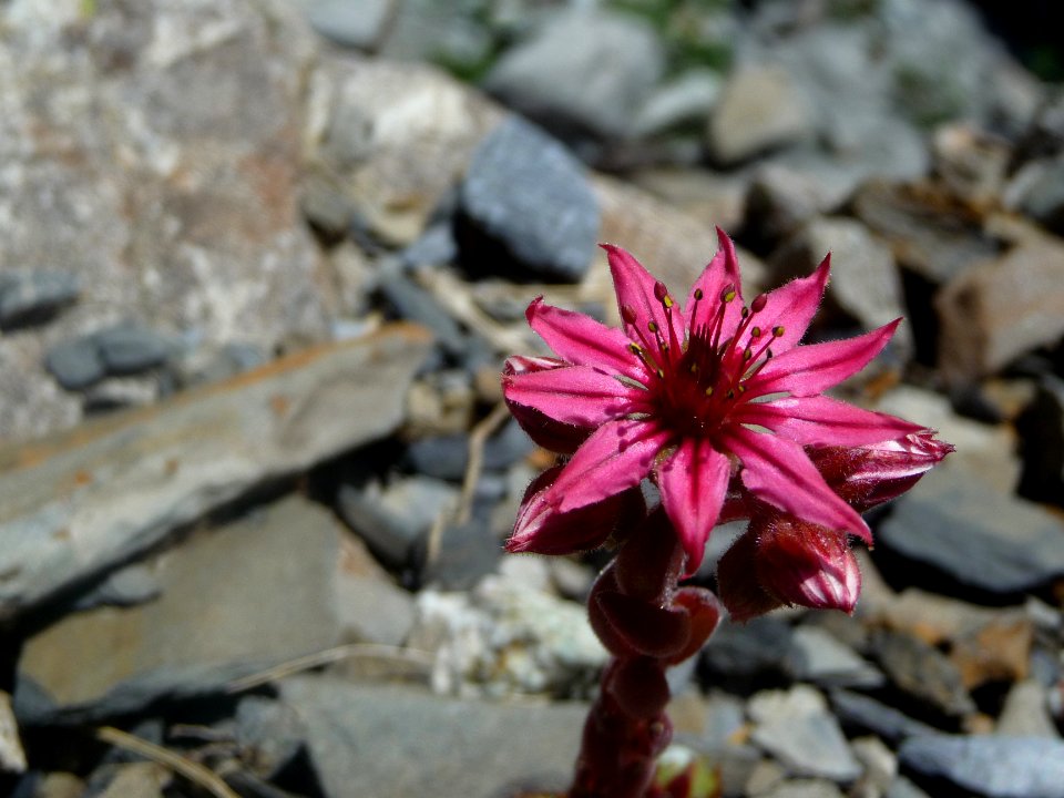 Joubarbe des montagnes, Sempervivum montanum, Crassulacées… 