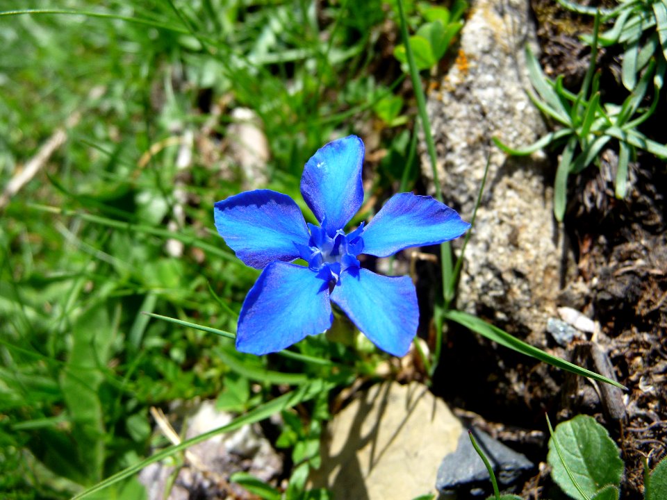 Gentiane de printemps bleue, Gentiana verna, Gentianacées 