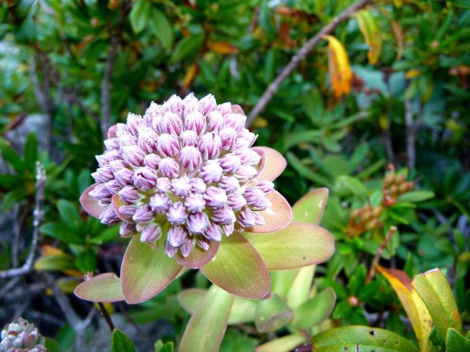 Orpin des infidèles, Hylotelephium anacampseros, (ex Sedum… 