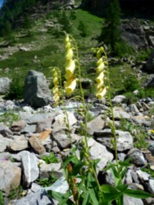 Digitales jaunes, Digitalis lutea, Scrophulariacées 