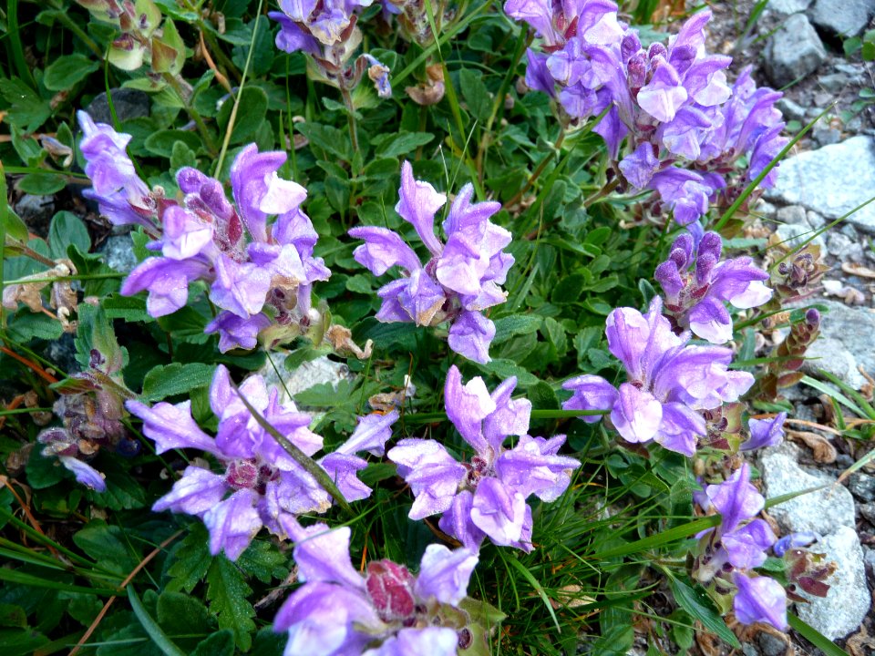 Scutellaire des Alpes, Scutellaria alpina, Lamiacées 