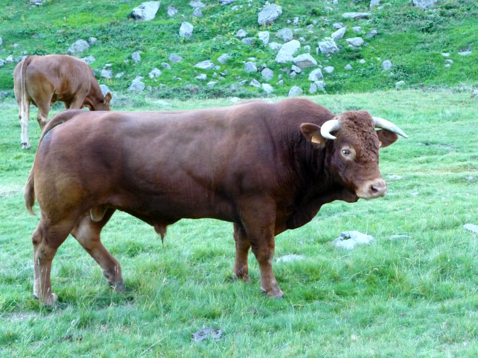 Un taureau pas commode, dans le tour de l'Aiglière, Hautes… 