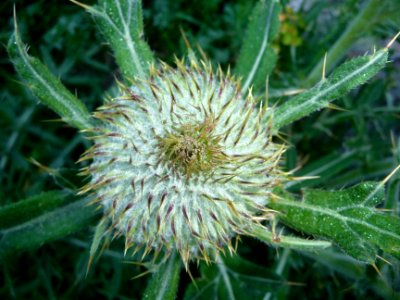 Cirse aranéeux, Cirsium eriophorum, Astéracées 