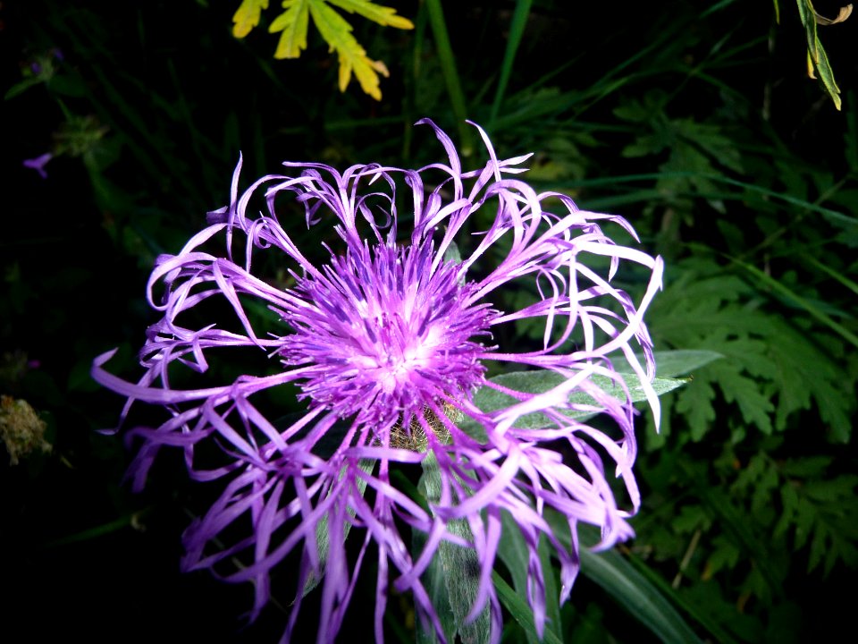 Centaurée alpestre, Centaurea alpestris, Astéracées 
