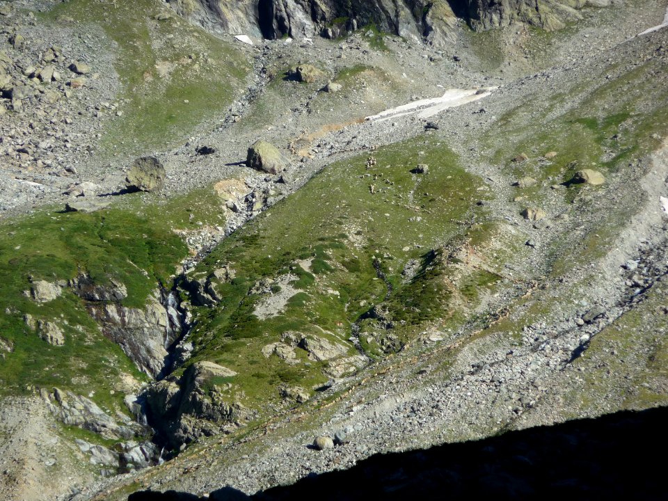 Le troupeau s'étire sur toute la montagne 
