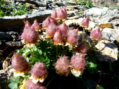 Fructifications de Benoîte rampante, Geum reptans, Rosacée… 