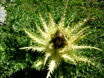 Chardon blanc ou cirse épineux, Cirsium spinosissimum, Ast… 