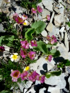 Benoîte rampante, Geum reptans, Rosacées 