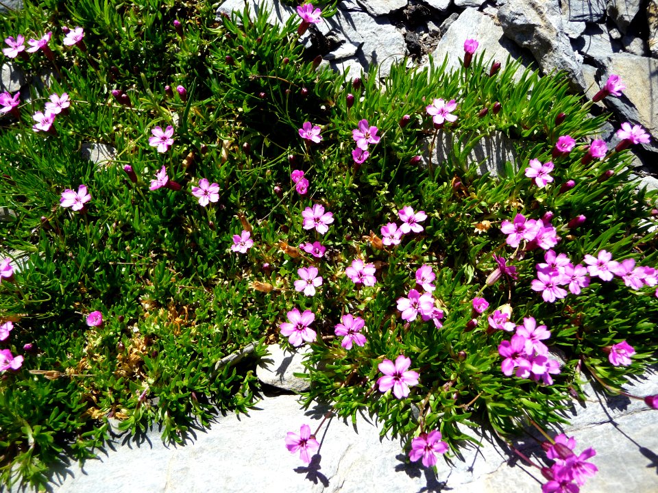 Silène acaule, Silene acaulis, Caryophyllacées 