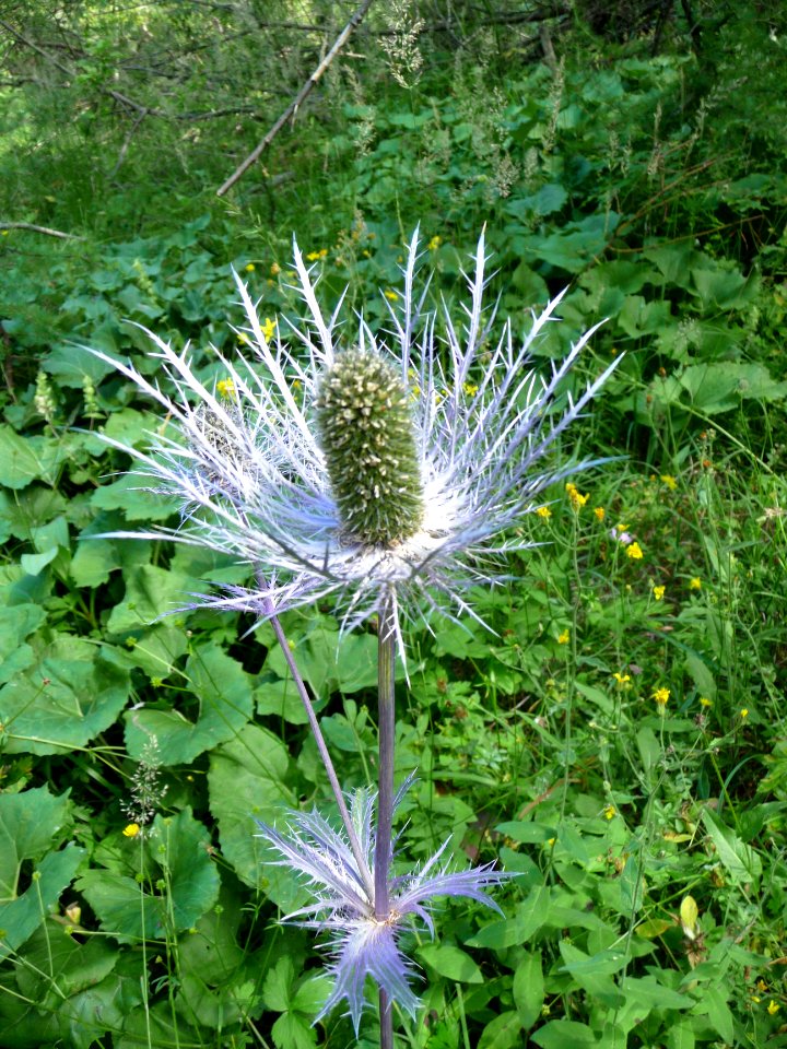 Panicaut des Alpes ou Chardon bleu, Eryngium alpinum, Apia… 