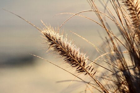 Plant backlighting background