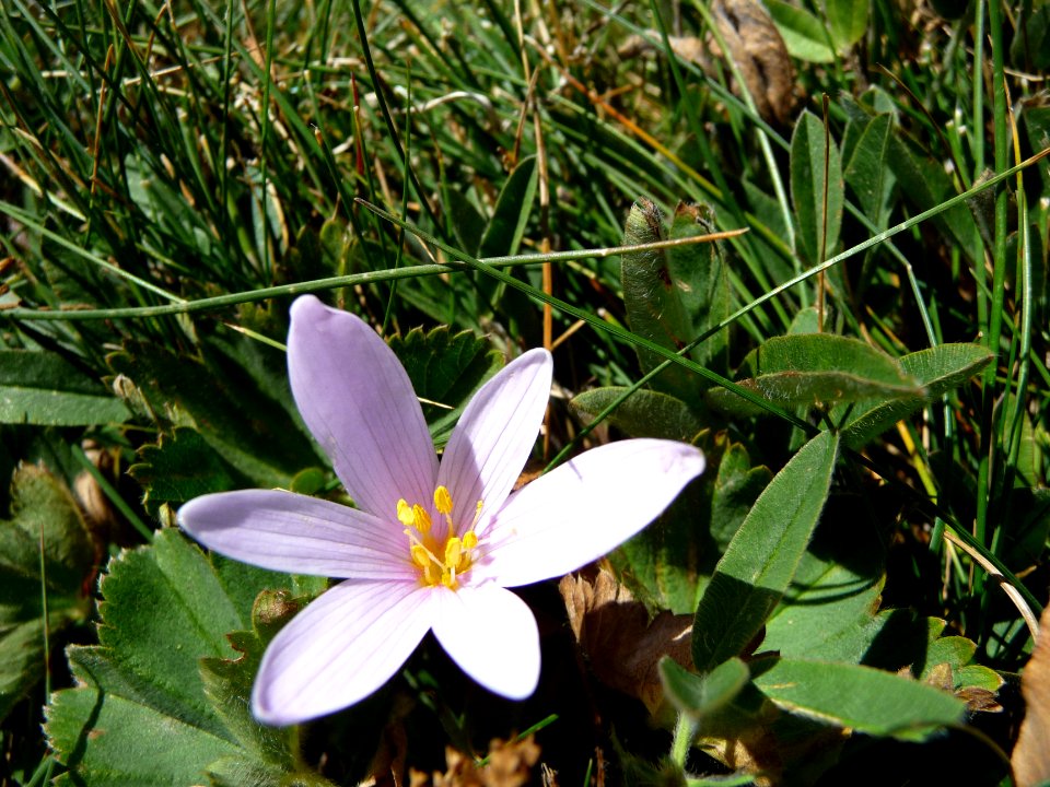 Colchique des Alpes, Colchicum alpinum, Colchicacées 