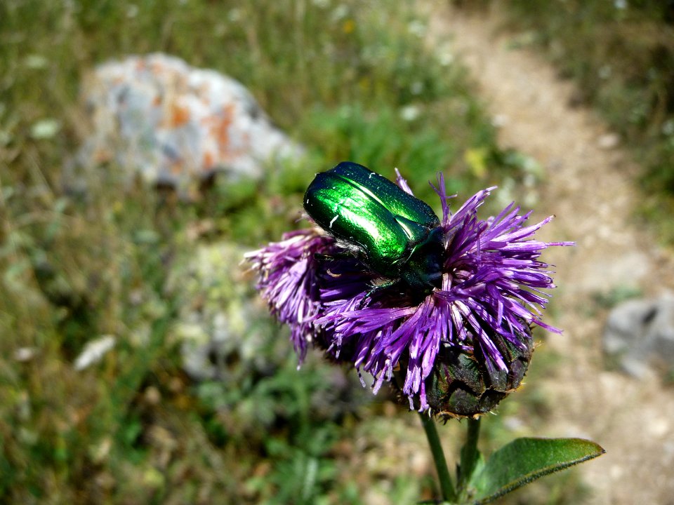 Un beau scarabée vert 