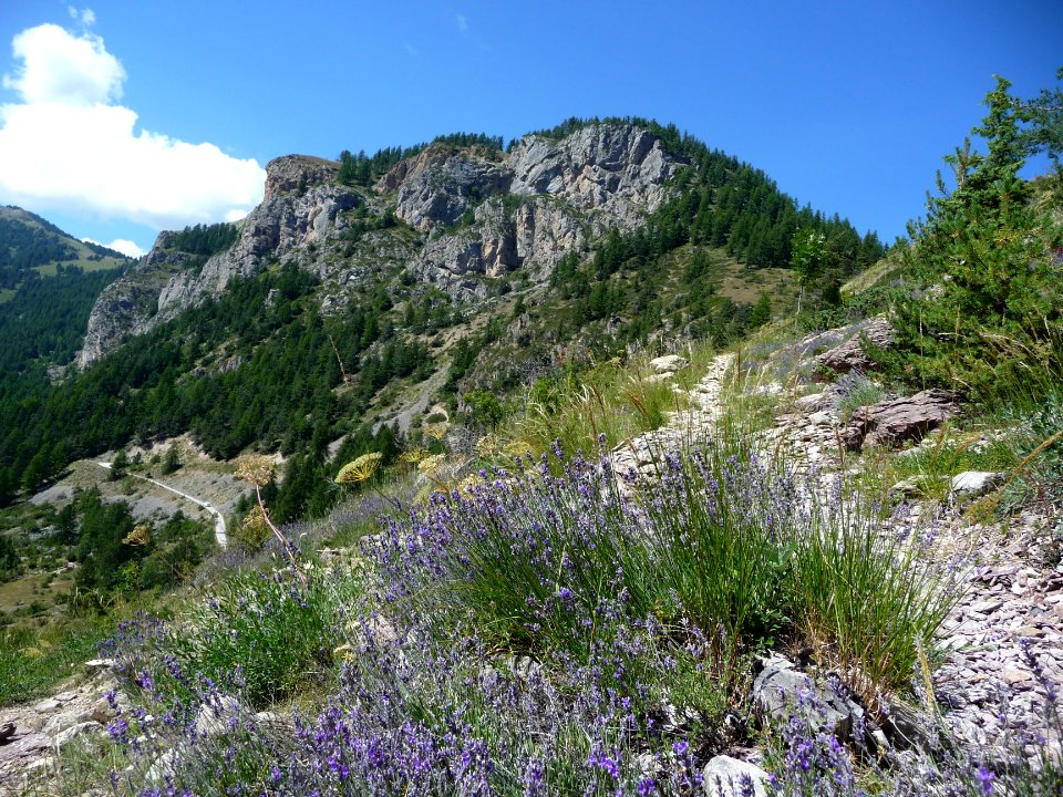 Lavande, Lavandula angustifolia subsp. angustifolia, Lamia… 