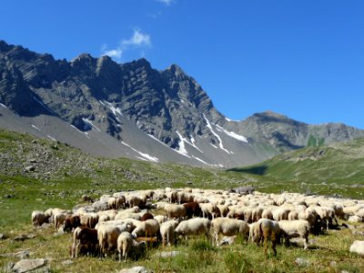 Troupeau de moutons et un âne, vallon du Fournel 