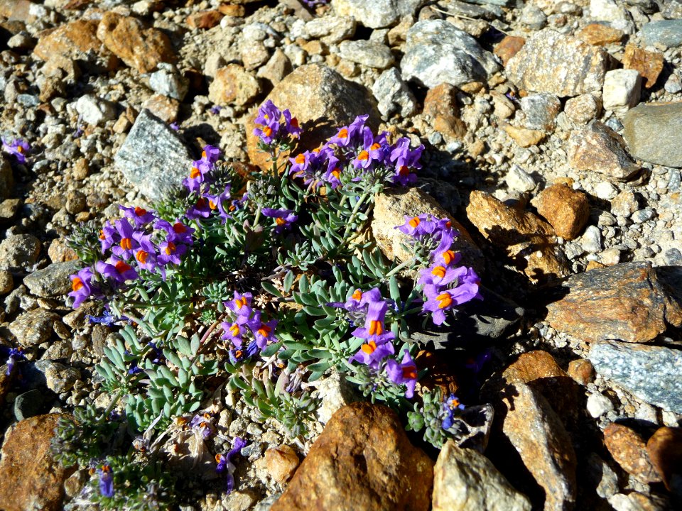 Linaire des Alpes, Linaria alpina, Plantaginacées 