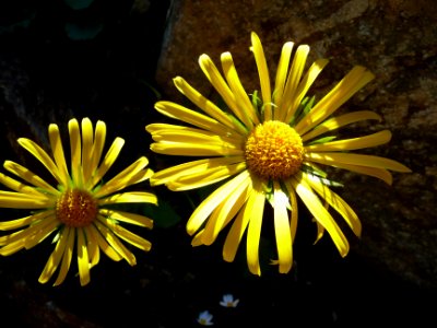 Doronic à feuilles de plantain, Doronicum plantagineum, As… 