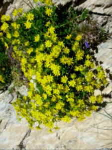 Saxifrage faux Orpin, Saxifraga aizoides, Saxifragacées 