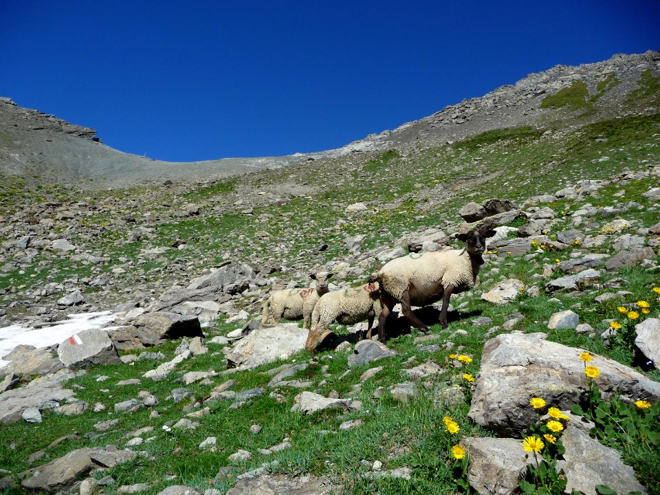 Moutons sous le Pas de la Cavale 