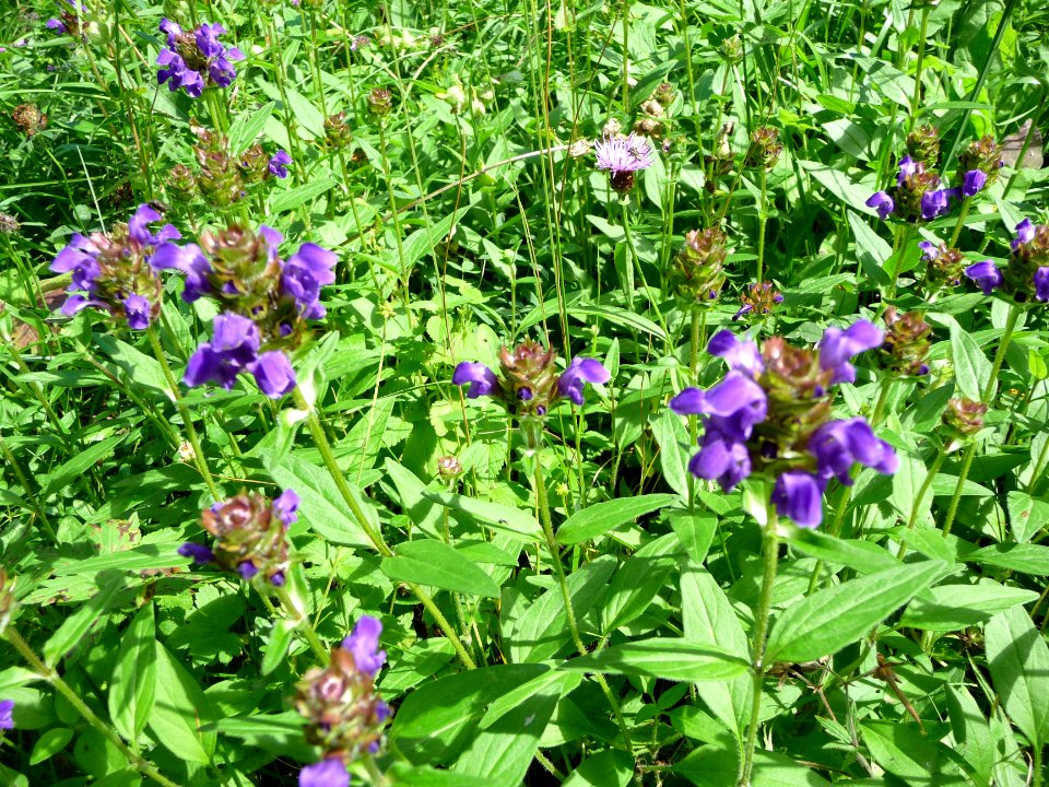 Brunelle à grandes fleurs, Prunella grandiflora, Lamiacées… 