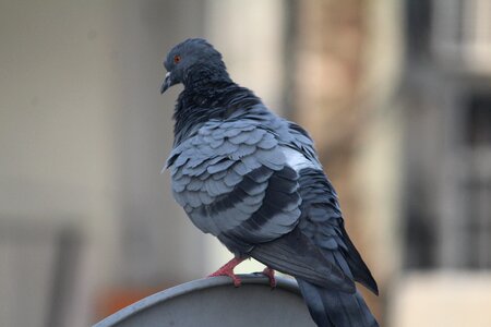 Warming up bird domestic pigeon