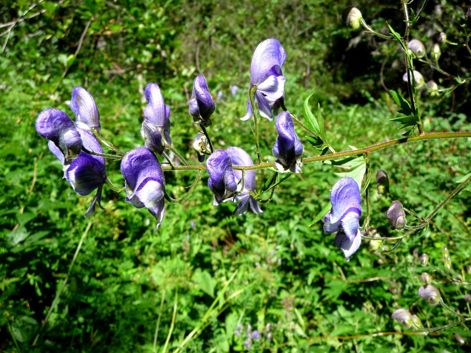 Aconit paniculé, Aconitum variegatum subsp. paniculatum, R… 