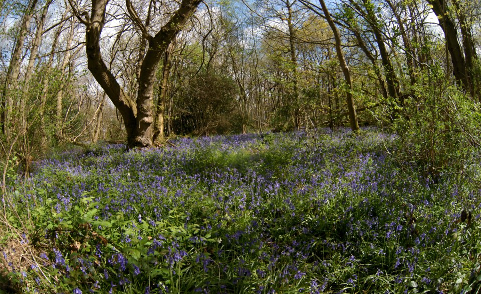 430 kent Row Dow Woods Bluebells 