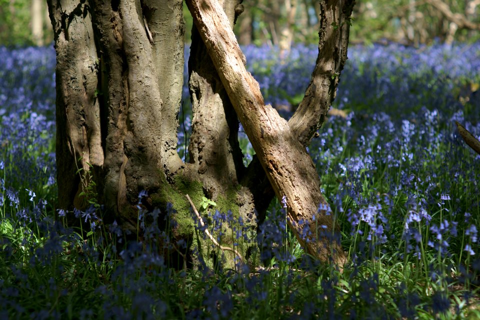 429 kent Row Dow Woods Bluebells 
