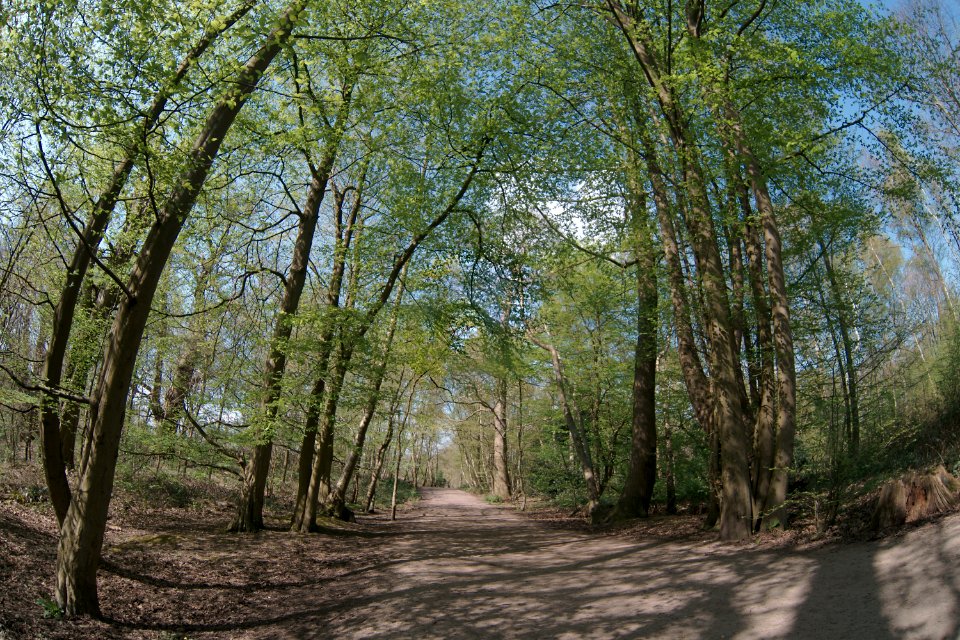 427 kent Shorne Woods Country Park 