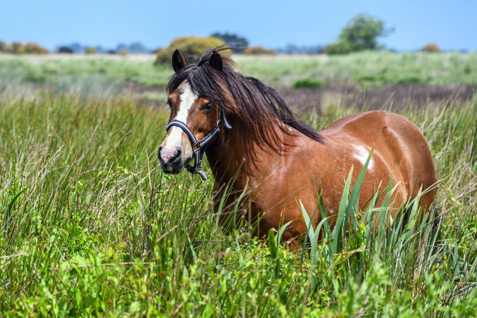 Marsh freedom green