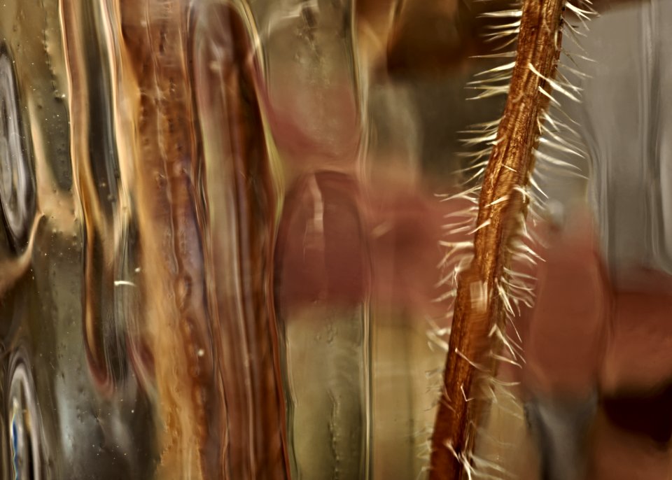 155 leaves etc. Through a Glass Wiggly 
