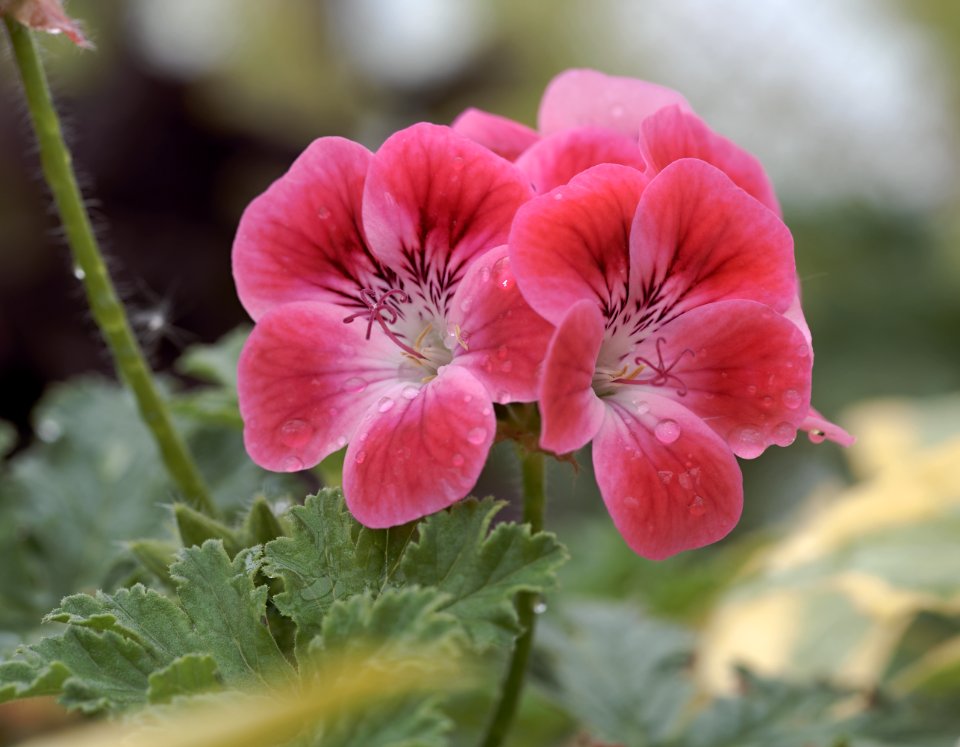 156 flowers Hall Place Hothouse 