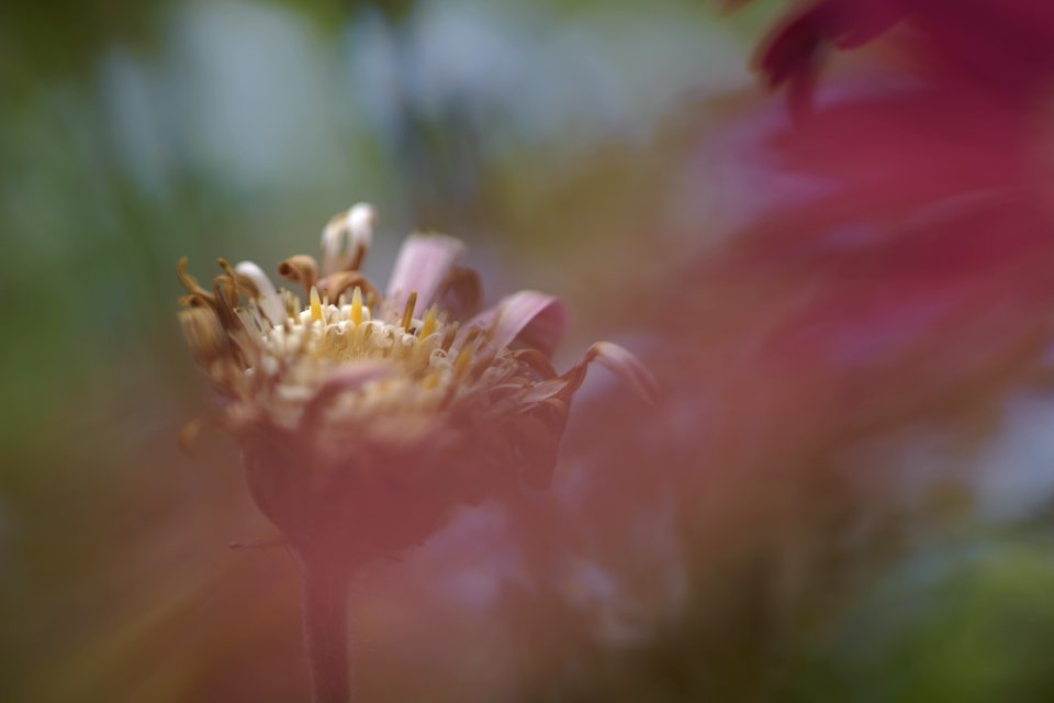 154 flowers Gerbera 