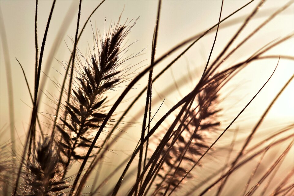 Plant backlighting background