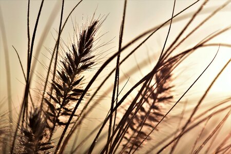 Plant backlighting background
