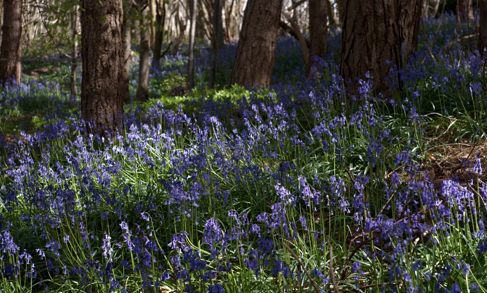 392 kent Row Dow Wood Bluebells 