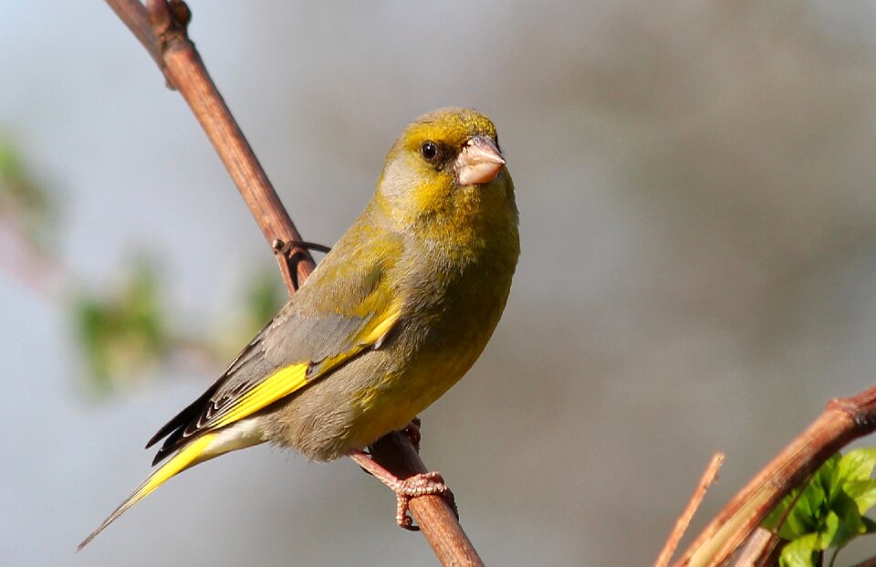 Birds wildlife wild